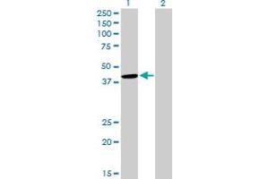 Western Blot analysis of CYTH2 expression in transfected 293T cell line by CYTH2 MaxPab polyclonal antibody. (Cytohesin 2 anticorps  (AA 1-400))