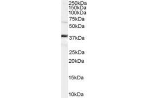Western Blotting (WB) image for anti-POU Class 5 Homeobox 1 (POU5F1) (AA 350-360) antibody (ABIN290368) (OCT4 anticorps  (AA 350-360))