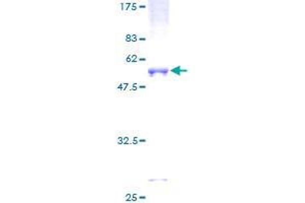 CA10 Protein (AA 1-279) (GST tag)