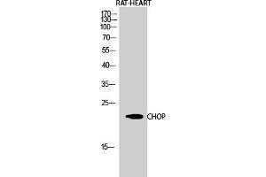 Western Blot analysis of RAT-HEART cells using CHOP Polyclonal Antibody diluted at 1:1000. (DDIT3 anticorps  (AA 60-140))