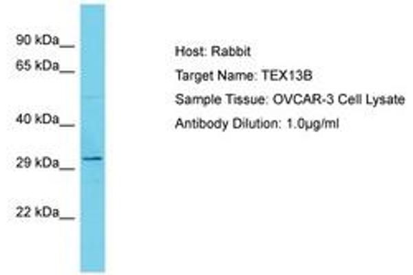TEX13B anticorps  (AA 93-142)