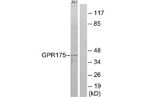 Western blot analysis of extracts from 293 cells, using GPR175 antibody. (GPR175 anticorps  (Internal Region))