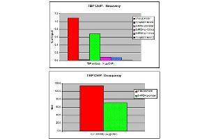 ChIP of TBP antibody ChIP assays were performed using U2OS cells, TBP antibody, and optimized primer sets for qPCR. (TBP anticorps  (N-Term))