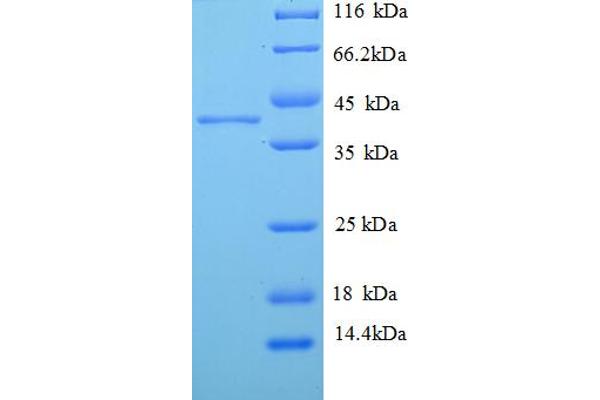 H2AFJ Protein (AA 2-129) (GST tag)