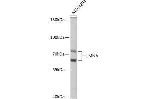 Western blot analysis of extracts of NCI-H293 cells, using LMNA antibody (ABIN6133798 and ABIN6143078). (Lamin A/C anticorps)