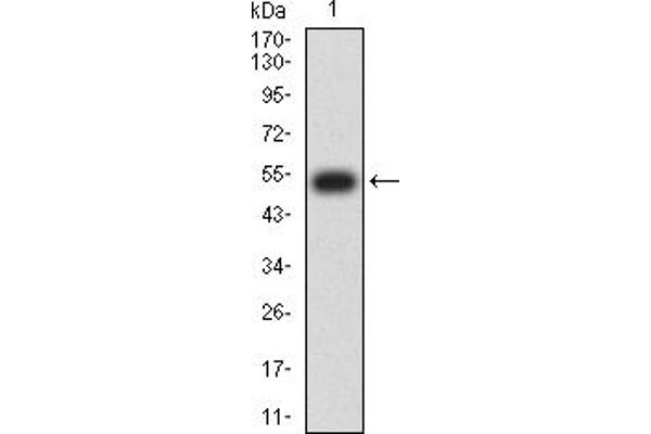 Mesothelin anticorps  (AA 37-286)