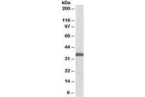 Western blot testing of rat lung lysate with Ephrin B2 antibody at 0. (Ephrin B2 anticorps)