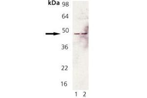 Western Blot Analysis of Fas pAb : Lane 1: Rat Brain Tissue Extract, Lane 2: Mouse Brain Tissue Extract. (FAS anticorps)