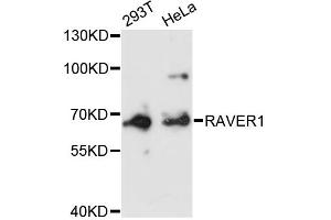 Western blot analysis of extracts of various cell lines, using RAVER1 antibody (ABIN6292264) at 1:3000 dilution. (RAVER1 anticorps)