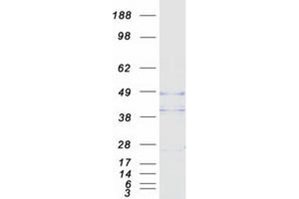 OPTC Protein (Myc-DYKDDDDK Tag)