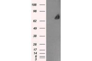 Image no. 1 for anti-Leukotriene A4 Hydrolase (LTA4H) antibody (ABIN1499215) (LTA4H anticorps)