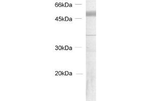 Western Blotting (WB) image for anti-Tubulin delta 2 (AA 443-449) antibody (ABIN1742551) (Tubulin delta 2 (AA 443-449) anticorps)