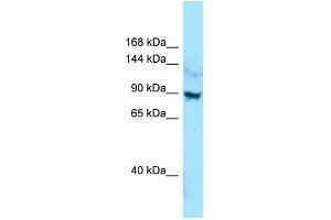 WB Suggested Anti-LRRC7 Antibody Titration: 1. (LRRC7 anticorps  (C-Term))