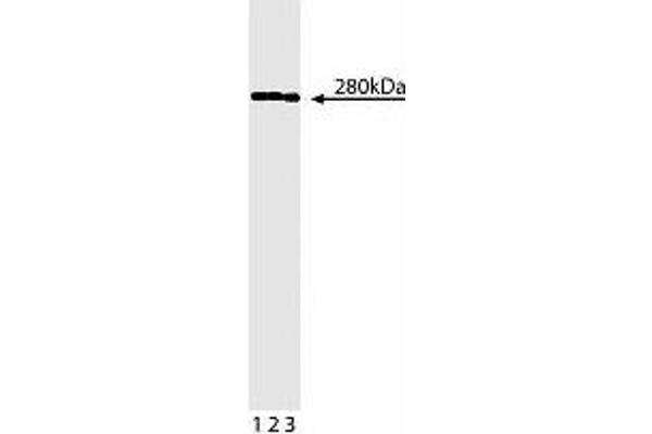 SPTBN1 anticorps  (AA 2101-2189)