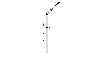 KLF4 recombinant protein (20ug) probed with bsm-51264M KLF4 (56CT5. (KLF4 anticorps)