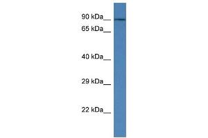 WB Suggested Anti-Kctd3 Antibody   Titration: 1. (KCTD3 anticorps  (Middle Region))