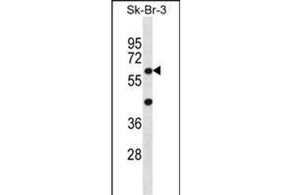 STXBP3 anticorps  (AA 145-171)