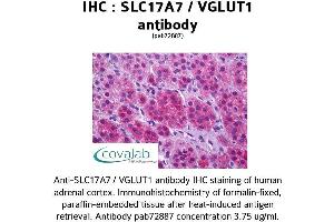 Image no. 1 for anti-Solute Carrier Family 17 (Vesicular Glutamate Transporter), Member 7 (SLC17A7) (Internal Region) antibody (ABIN1739335) (SLC17A7 anticorps  (Internal Region))