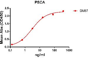 ELISA plate pre-coated by 2 μg/mL (100 μL/well) Human PSCA protein, hFc tagged protein ABIN6961137, ABIN7042303 and ABIN7042304 can bind Rabbit anti-PSCA monoclonal antibody  (clone: DM87) in a linear range of 1-100 ng/mL. (PSCA anticorps  (AA 12-86))