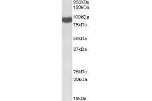 Western Blotting (WB) image for anti-P450 (Cytochrome) Oxidoreductase (POR) antibody (ABIN5898856) (POR anticorps)