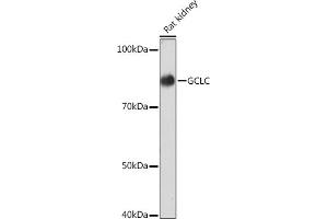 Western blot analysis of extracts of Rat kidney, using GCLC Rabbit mAb (ABIN1680604, ABIN3018993, ABIN3018994 and ABIN7101696) at 1:1000 dilution. (GCLC anticorps)
