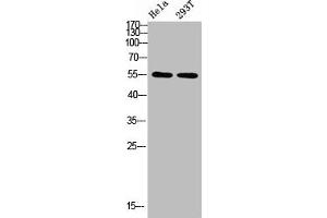 Western blot analysis of HELA 293T Cell Lysate using antibody (TUBA1A/TUBA1B/TUBA1C/TUBA3C/TUBA4A/TUBA8 (AA 380-420) anticorps)