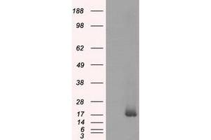 Western Blotting (WB) image for anti-NME/NM23 Nucleoside Diphosphate Kinase 4 (NME4) antibody (ABIN1499779) (NME4 anticorps)