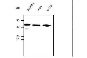 Anti. (GAPDH anticorps  (C-Term))