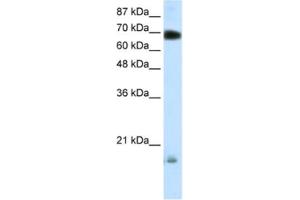 Western Blotting (WB) image for anti-Tripartite Motif Containing 32 (TRIM32) antibody (ABIN2460275) (TRIM32 anticorps)