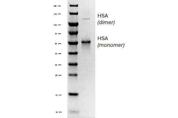 HSA Protéine