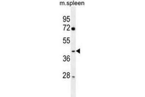 Western Blotting (WB) image for anti-Nuclear Factor of kappa Light Polypeptide Gene Enhancer in B-Cells Inhibitor, delta (NFKBID) antibody (ABIN2996424) (NFKBID anticorps)