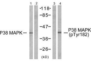 Western Blotting (WB) image for anti-Mitogen-Activated Protein Kinase 14 (MAPK14) (Tyr182) antibody (ABIN1848143) (MAPK14 anticorps  (Tyr182))