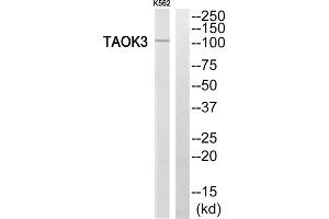 Western blot analysis of extracts from K562 cells, using TAOK3 antibody. (TAO Kinase 3 anticorps  (Internal Region))