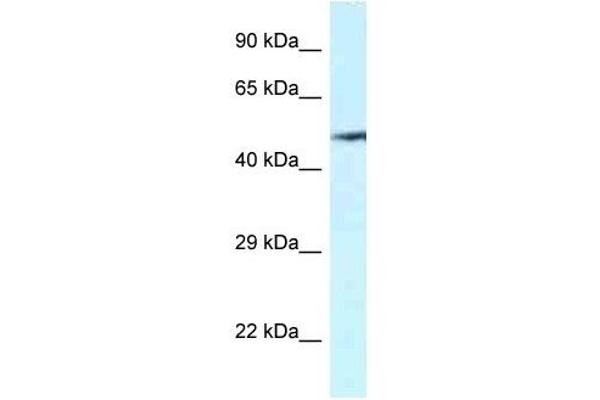 VNN2 anticorps  (C-Term)