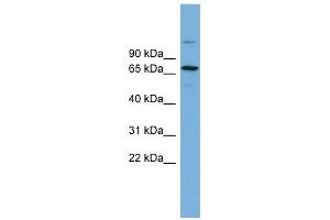 BRAP antibody used at 1 ug/ml to detect target protein. (BRAP anticorps  (Middle Region))