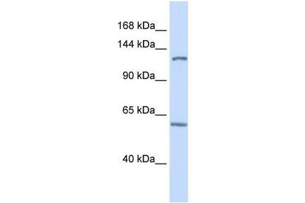 PHF12 anticorps  (C-Term)