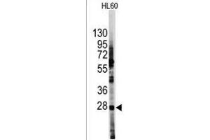 Western blot analysis of anti-HES1 Antibody (N-term T24) (R) in HL60 cell line lysates (35 μg/lane). (HES1 anticorps  (N-Term))