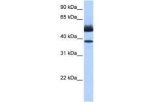 Western Blotting (WB) image for anti-Lipase, Family Member J (LIPJ) antibody (ABIN2463470) (LIPJ anticorps)