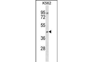 Western blot analysis in K562 cell line lysates (35ug/lane). (OR13F1 anticorps  (C-Term))