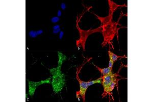 Immunocytochemistry/Immunofluorescence analysis using Mouse Anti-GFAP Monoclonal Antibody, Clone S206A-8 (ABIN1740949). (GFAP anticorps  (AA 411-422) (Atto 594))