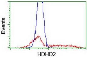 Image no. 2 for anti-Haloacid Dehalogenase-Like Hydrolase Domain Containing 2 (HDHD2) antibody (ABIN1498629) (HDHD2 anticorps)