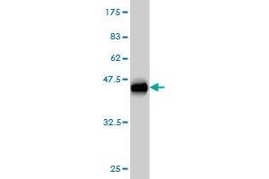 Western Blot detection against Immunogen (36. (ASAP1 anticorps  (AA 1030-1129))