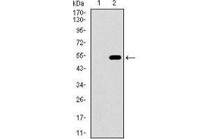 Western Blotting (WB) image for anti-CD33 (CD33) (AA 15-237) antibody (ABIN1724812)