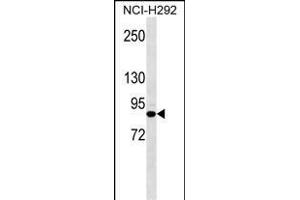 JUP Antibody (Ascites) ABIN1539978 western blot analysis in NCI- cell line lysates (35 μg/lane). (JUP anticorps  (AA 636-663))