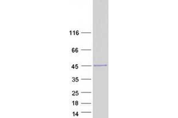 EN2 Protein (Myc-DYKDDDDK Tag)