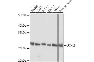 Western blot analysis of extracts of various cell lines, using UCHL3 Rabbit mAb (ABIN1682628, ABIN3015461, ABIN3015462 and ABIN7101429) at 1:1000 dilution. (UCHL3 anticorps)