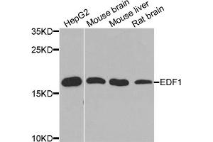 Western blot analysis of extracts of various cell lines, using EDF1 antibody. (EDF1 anticorps)