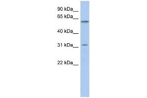 C1ORF110 anticorps  (Middle Region)