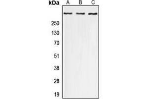 Western blot analysis of p300 (pS1834) expression in A549 (A), Raw264. (p300 anticorps  (C-Term, pSer1834))