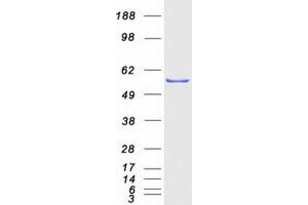 CCT4 Protein (Myc-DYKDDDDK Tag)